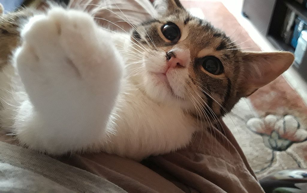 Adoptusie. Po prostu szukasz kociaka? Nadam się! Bolek - już w domu :)