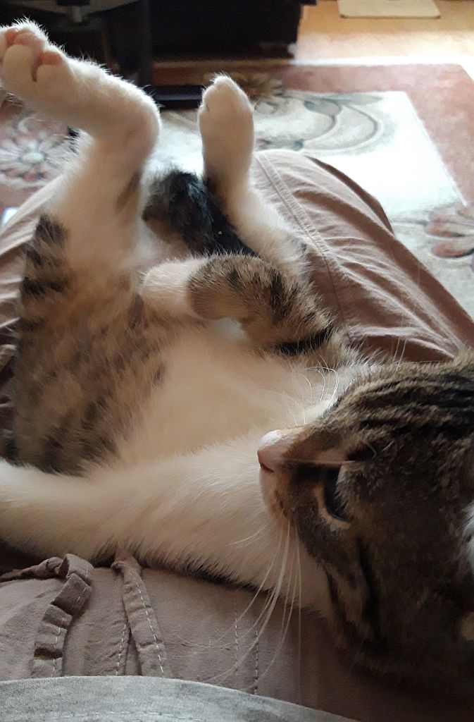 Adoptusie. Po prostu szukasz kociaka? Nadam się! Bolek - już w domu :)