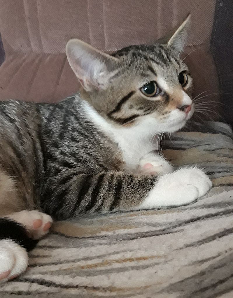 Adoptusie. Po prostu szukasz kociaka? Nadam się! Bolek - już w domu :)