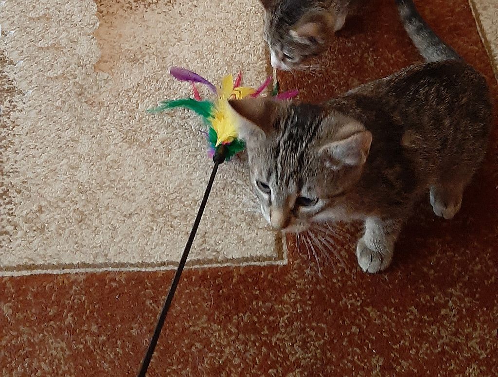 Adoptusie. Felek. W domu :)