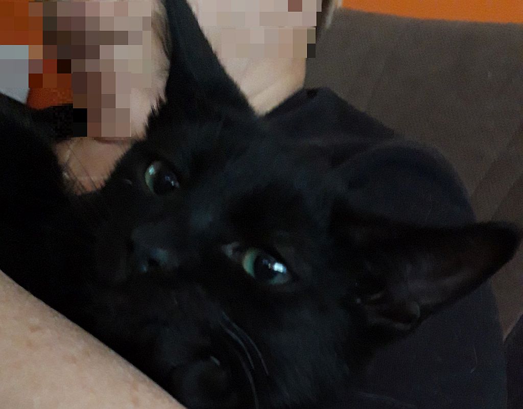 Adoptusie. Po prostu szukasz kociaka? Nadam się! Bolek - już w domu :)