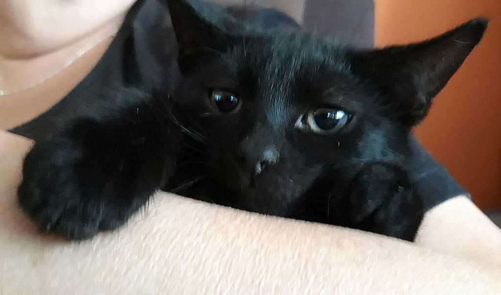 Adoptusie. Szukasz czarnego kociaka? To Ja! Henio -już w domu!