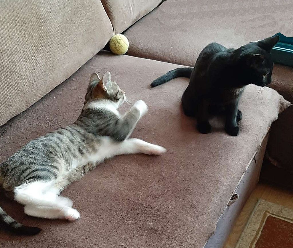 Adoptusie. Szukasz czarnego kociaka? To Ja! Henio -już w domu!