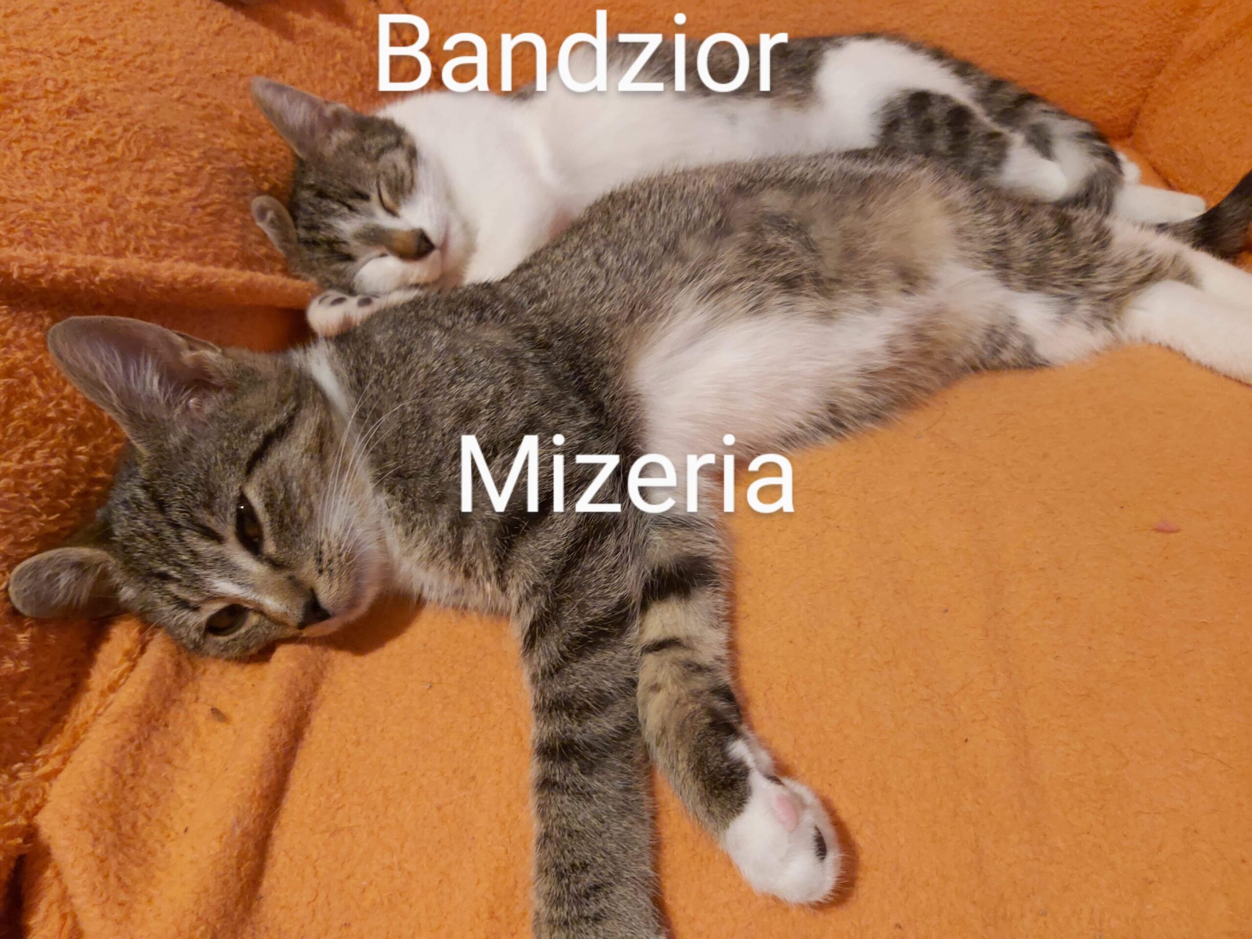 Adoptusie. Bandzior i Mizeria. Adoptowane :)