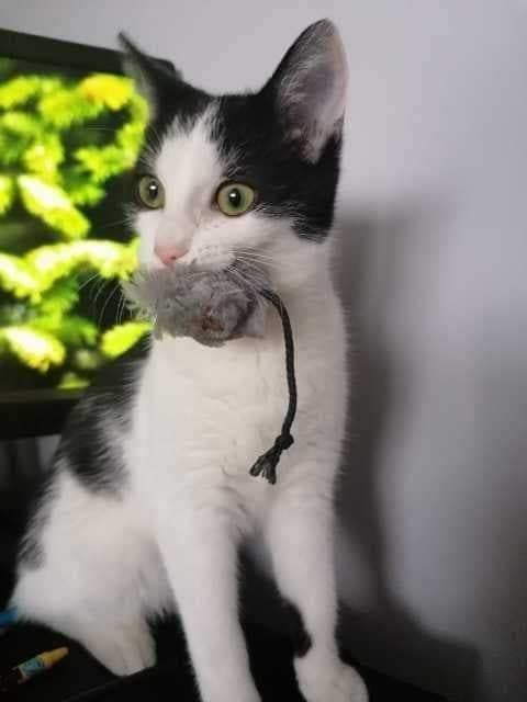 Oreo uratowany przed uśpieniem. W domu :)