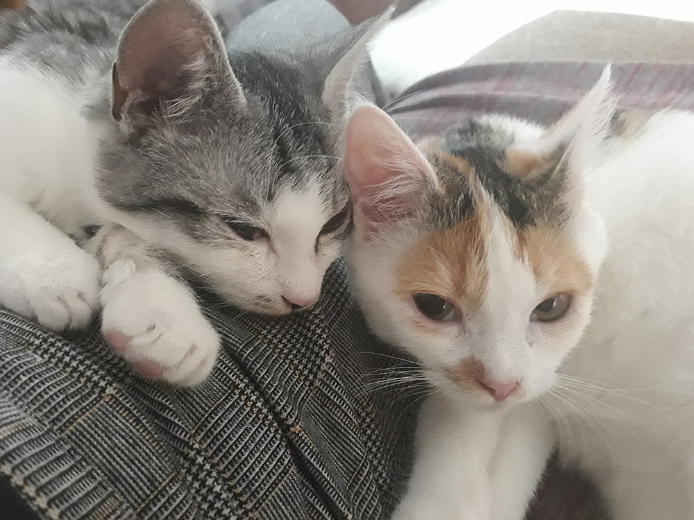 Adoptusie. Lexi i Elmo – w domu :)