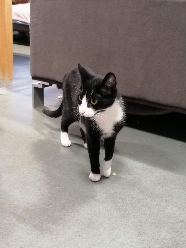 Adoptusie. Tekila - zabójczo piękna. W domu :)