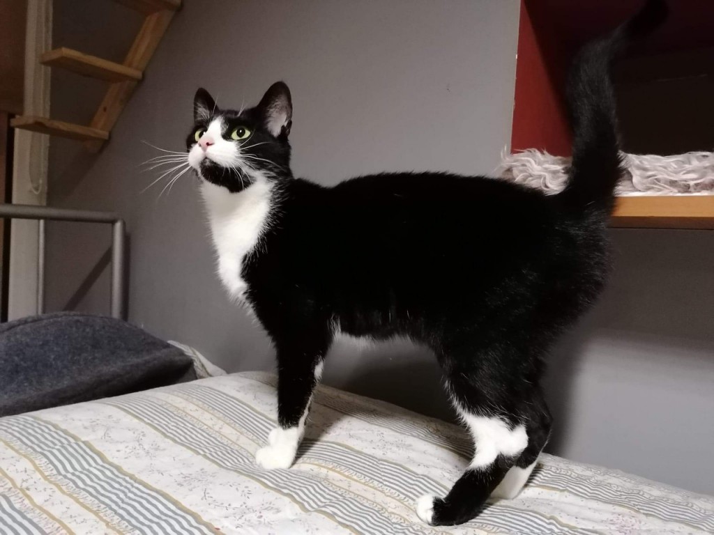 Adoptusie. Tekila - zabójczo piękna. W domu :)