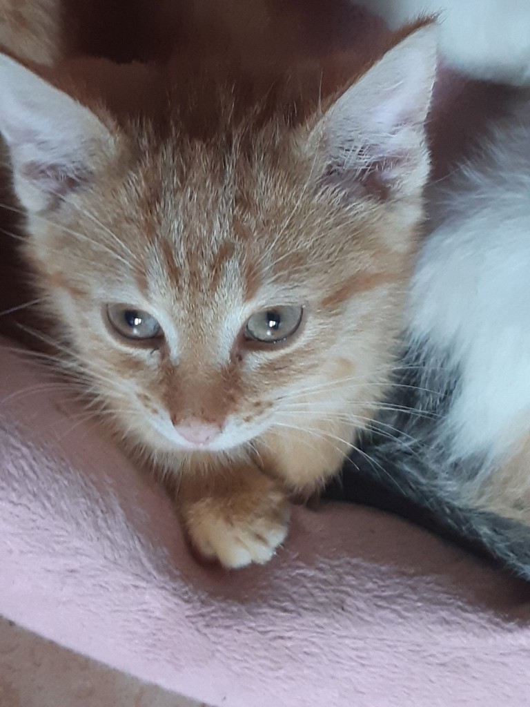 Adoptusie. Gabi i Gabryś – w domu :)