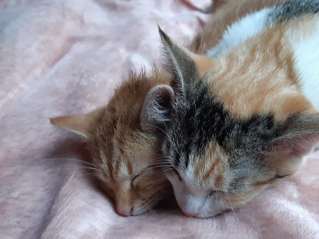 Adoptusie. Gabi i Gabryś – w domu :)