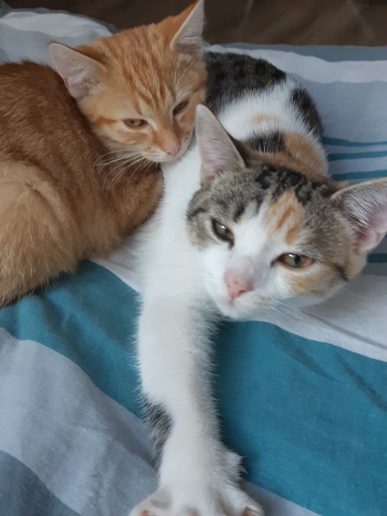 Adoptusie. Gabi i Gabryś – w domu :)