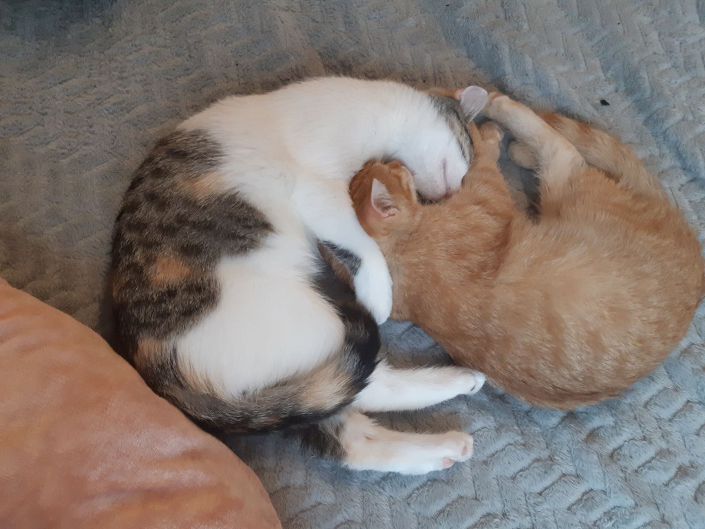 Adoptusie. Gabi i Gabryś – w domu :)
