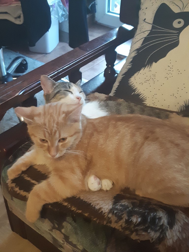 Adoptusie. Gabi i Gabryś – w domu :)