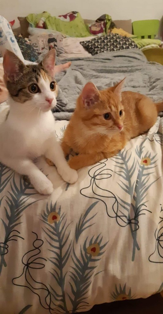 Adoptusie. Gabi i Gabryś – w domu :)