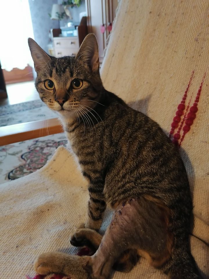 Gustaw - kolejny połamany biedak. Adoptowany :)