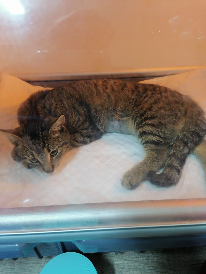 Gustaw - kolejny połamany biedak. Adoptowany :)