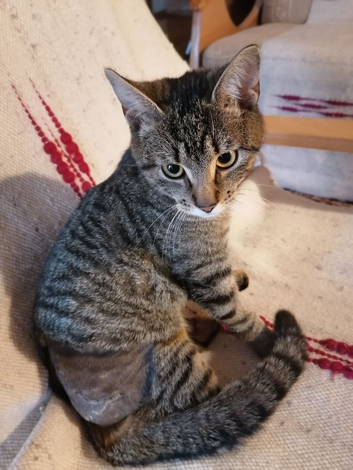 Gustaw - kolejny połamany biedak. Adoptowany :)