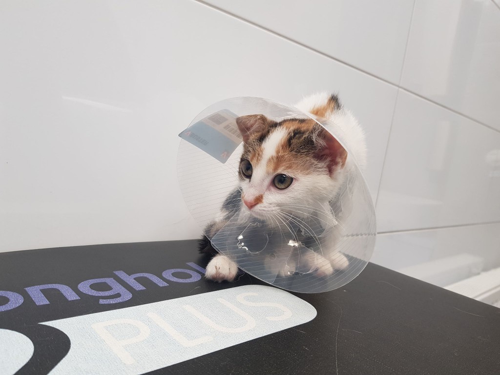 Miałkotka - happy end dzięki Waszemu wsparciu!
