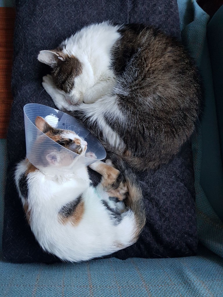 Miałkotka - happy end dzięki Waszemu wsparciu!