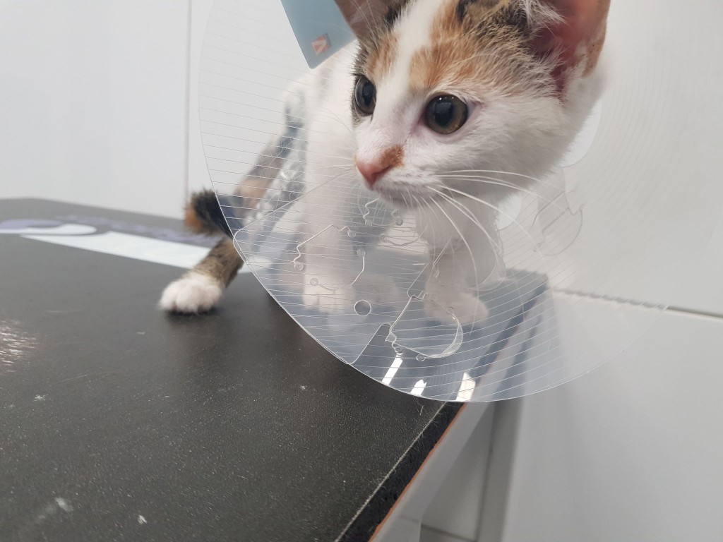 Miałkotka - happy end dzięki Waszemu wsparciu!