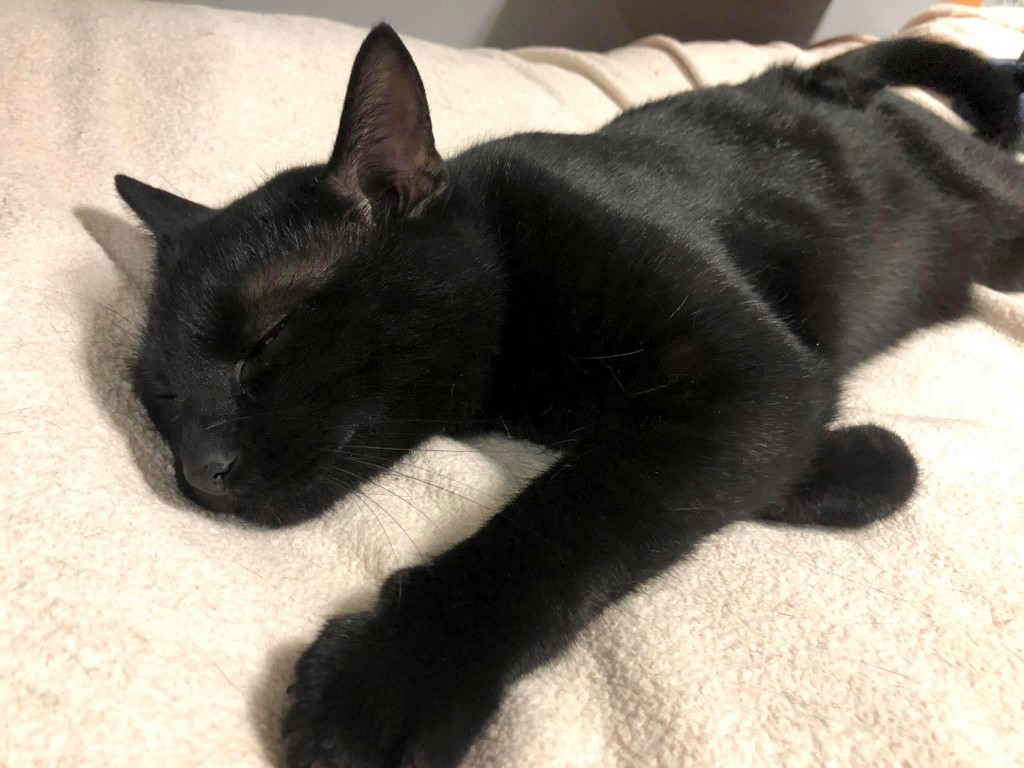 Adoptusie. Pimpuś – kocie serduszko. W domu :)