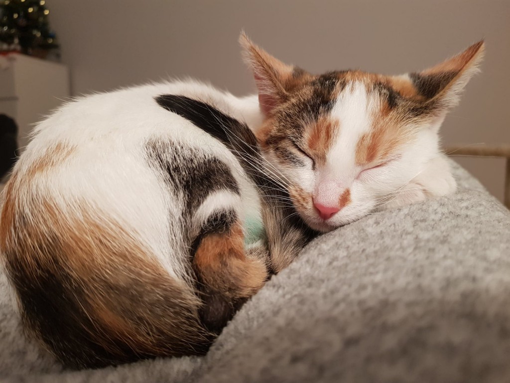 Miałkotka - happy end dzięki Waszemu wsparciu!