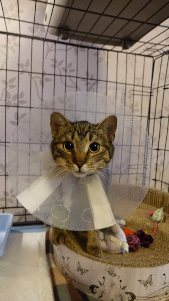 Gustaw - kolejny połamany biedak. Adoptowany :)