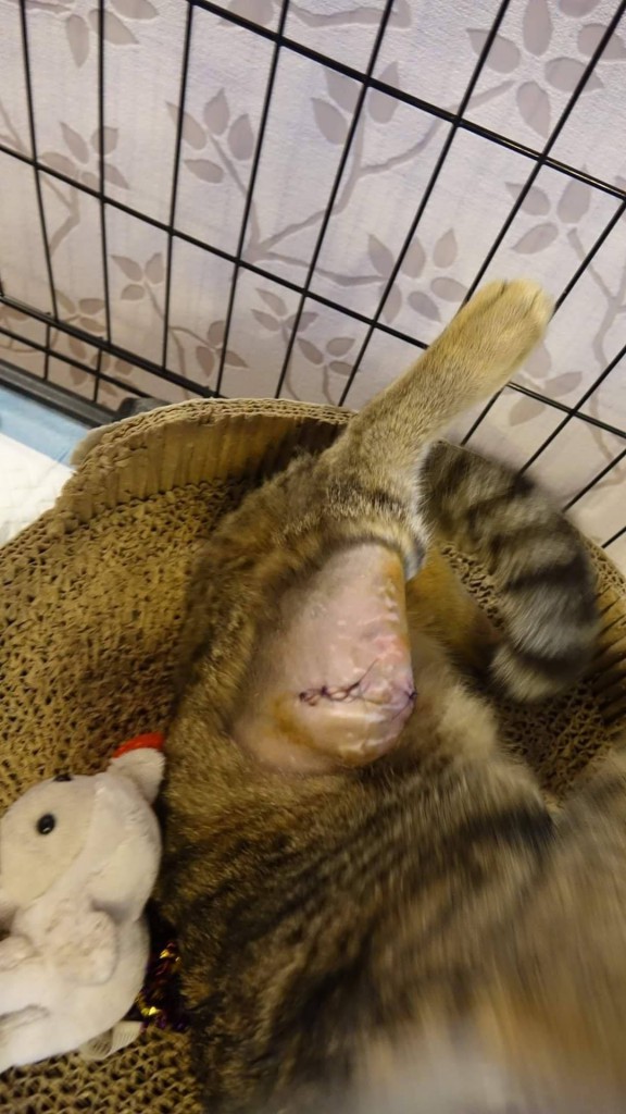 Gustaw - kolejny połamany biedak. Adoptowany :)