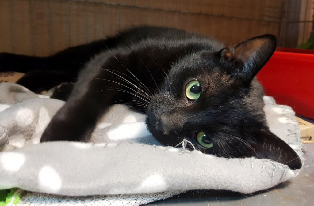 Adoptusie. Pimpuś – kocie serduszko. W domu :)