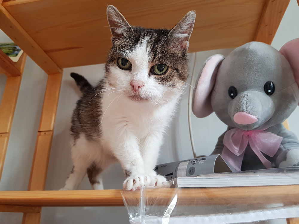 Adoptusie. Lila - adoptowana :)