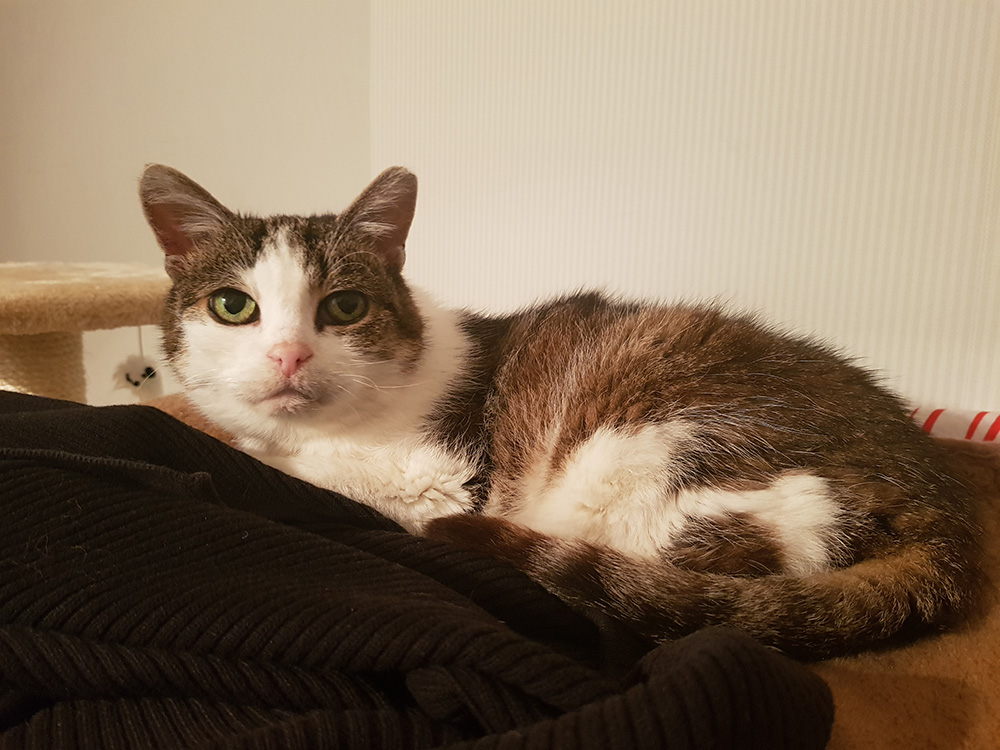 Adoptusie. Lila - adoptowana :)