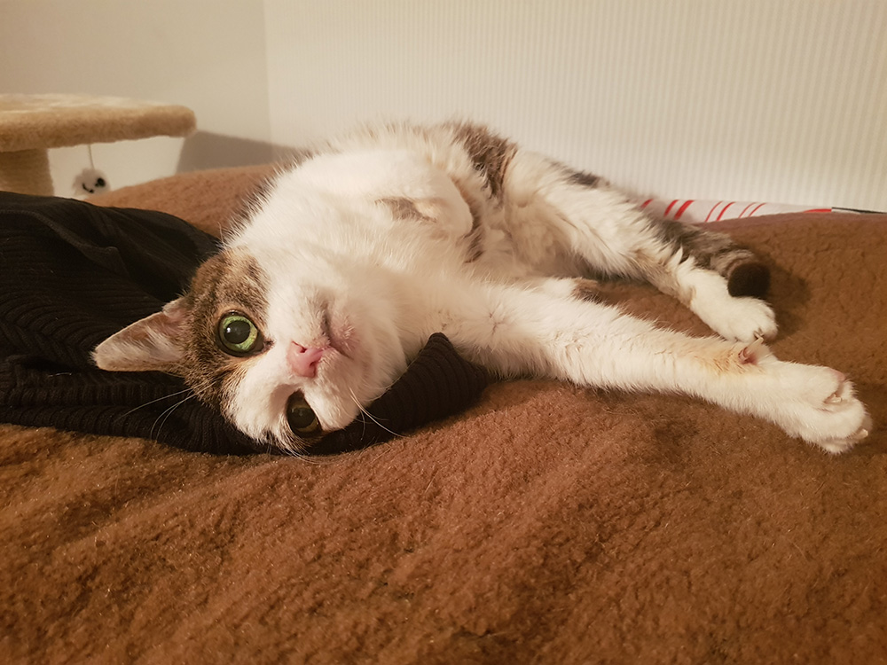 Adoptusie. Lila - adoptowana :)
