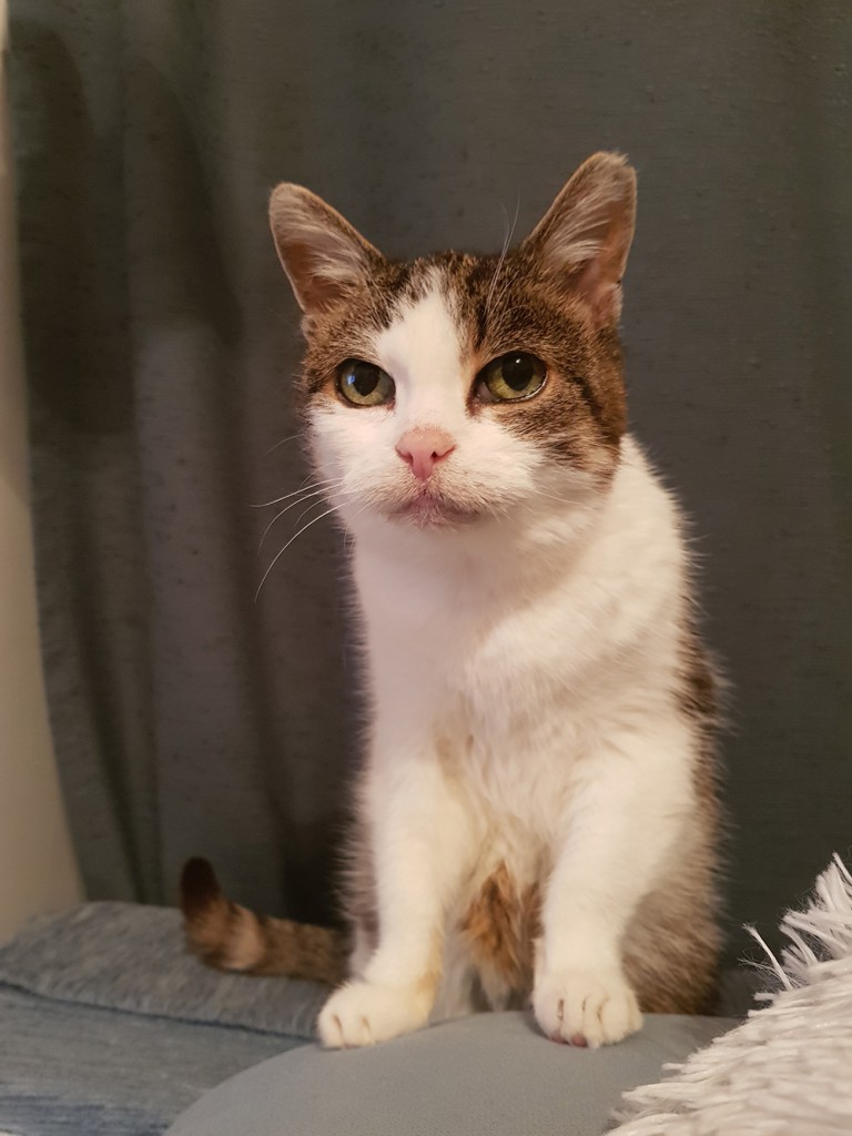 Adoptusie. Lila - adoptowana :)