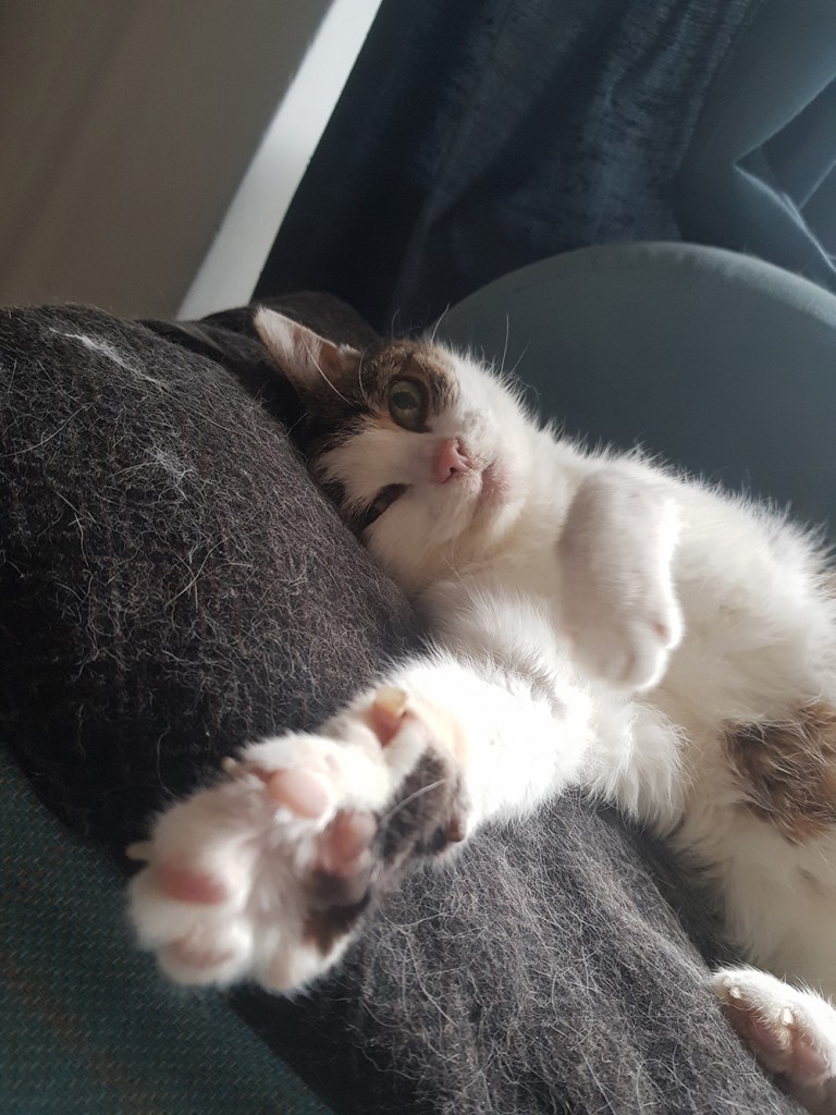 Adoptusie. Lila - adoptowana :)