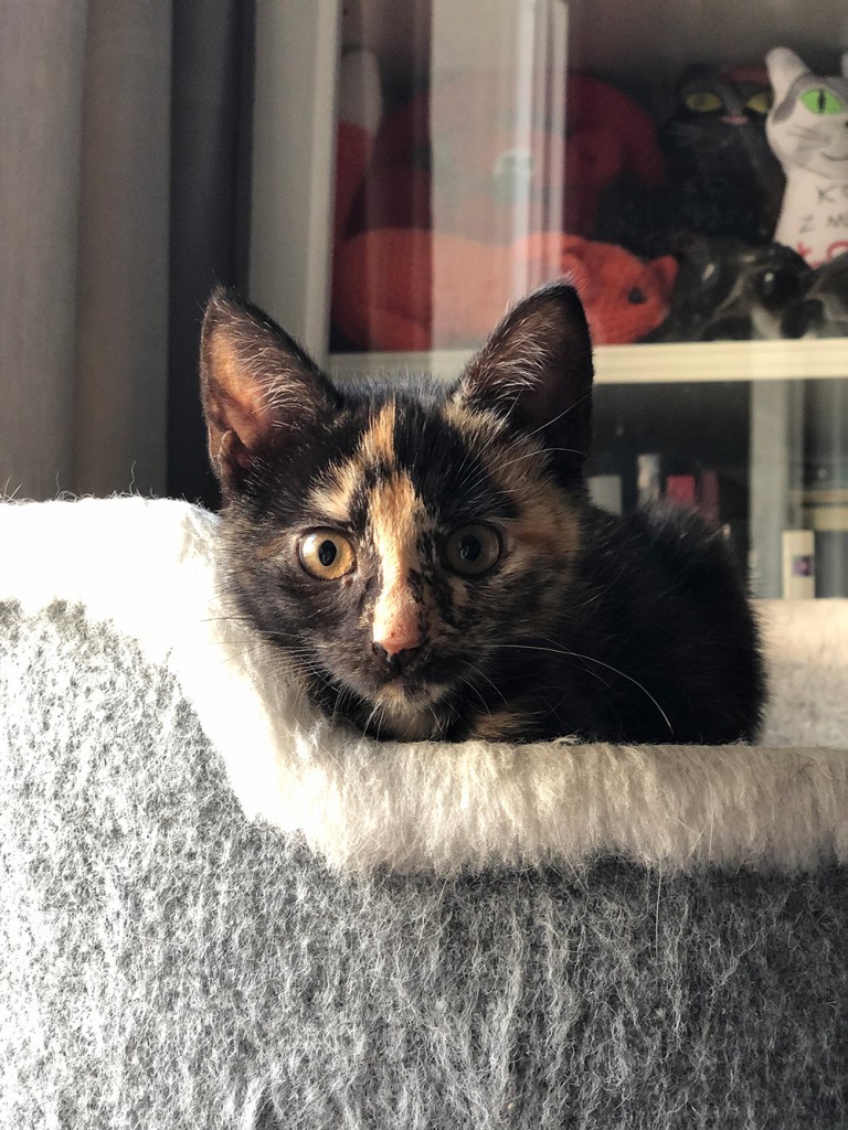 Adoptusie. Rózia i Jarzębinka. Adoptowane :)