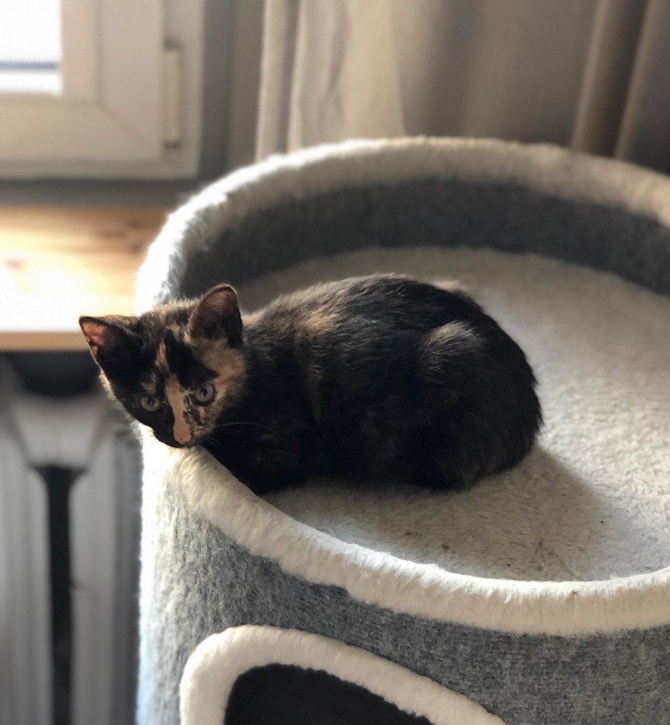 Adoptusie. Rózia i Jarzębinka. Adoptowane :)