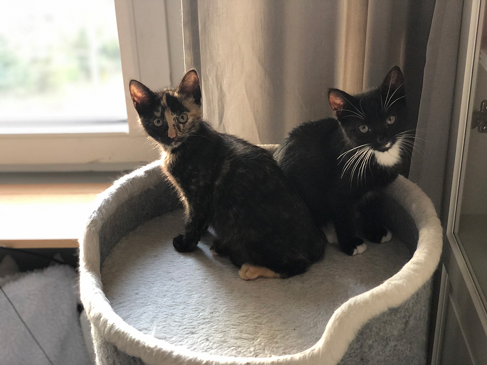 Adoptusie. Rózia i Jarzębinka. Adoptowane :)