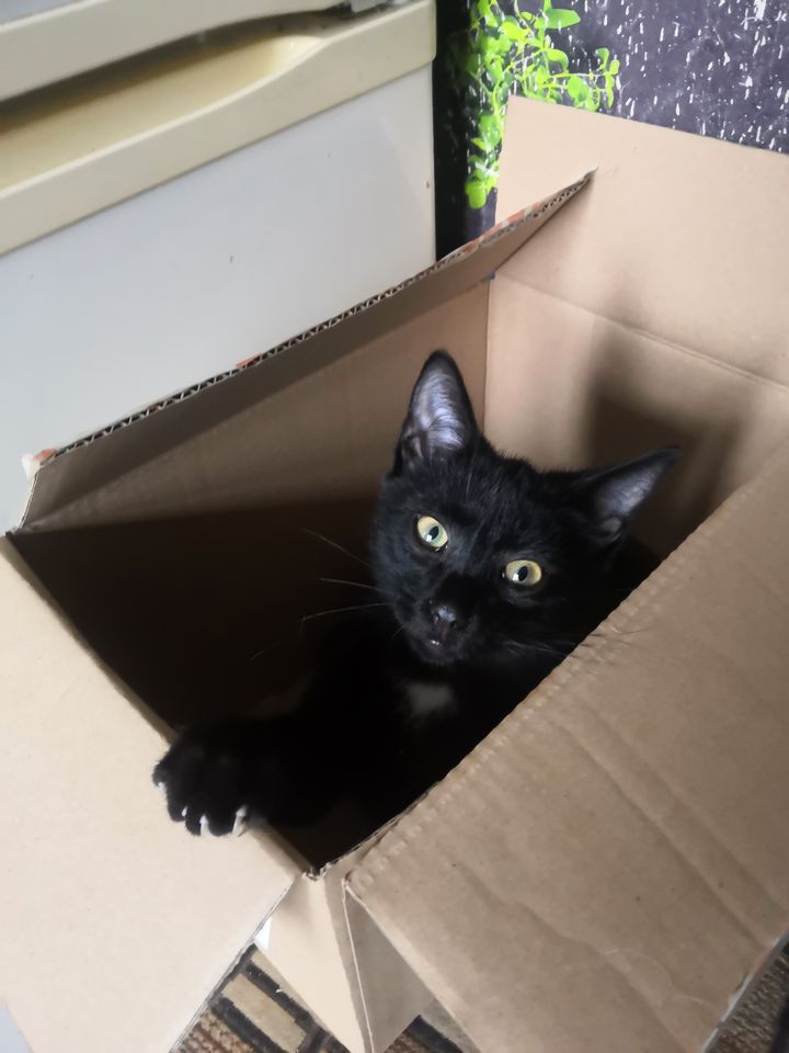 Adoptusie. Ferdek i Franek - adoptowane :)