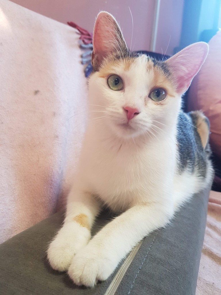 Adoptusie. Lulu i Morka. Adoptowane :)