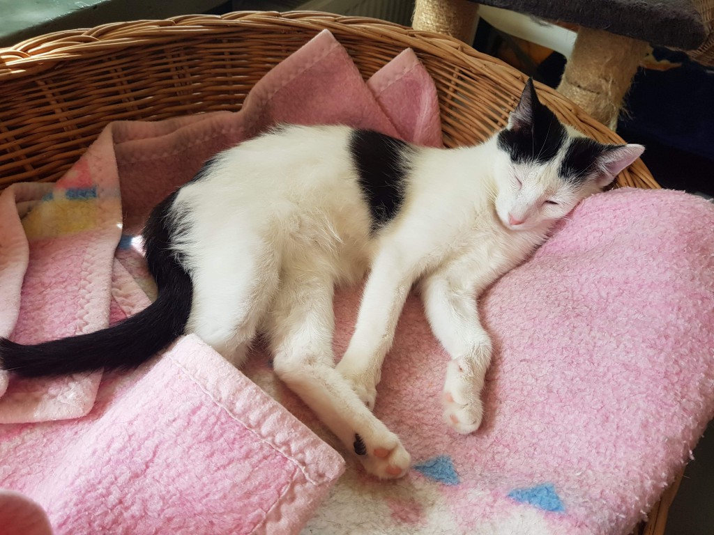 Adoptusie. Lulu i Morka. Adoptowane :)