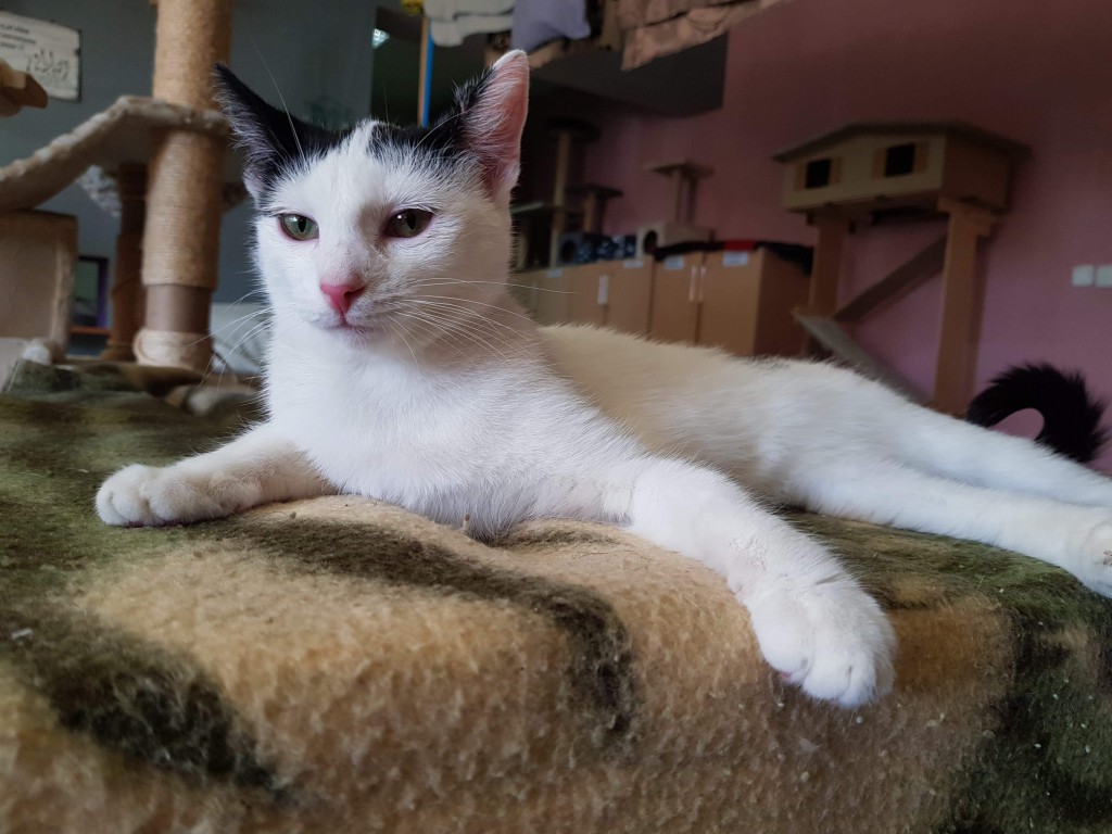 Adoptusie. Lulu i Morka. Adoptowane :)