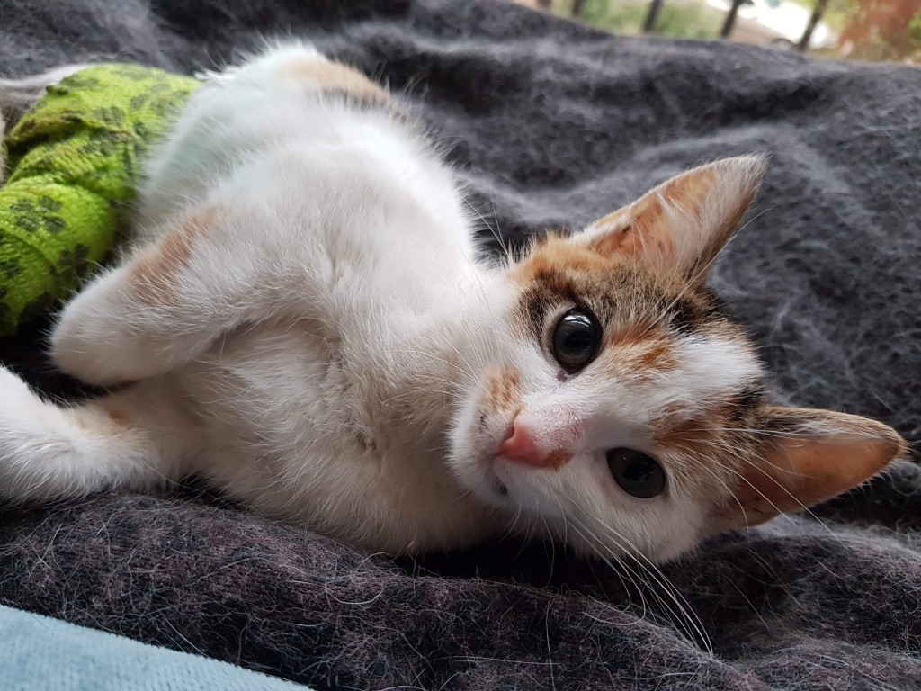Miałkotka - happy end dzięki Waszemu wsparciu!