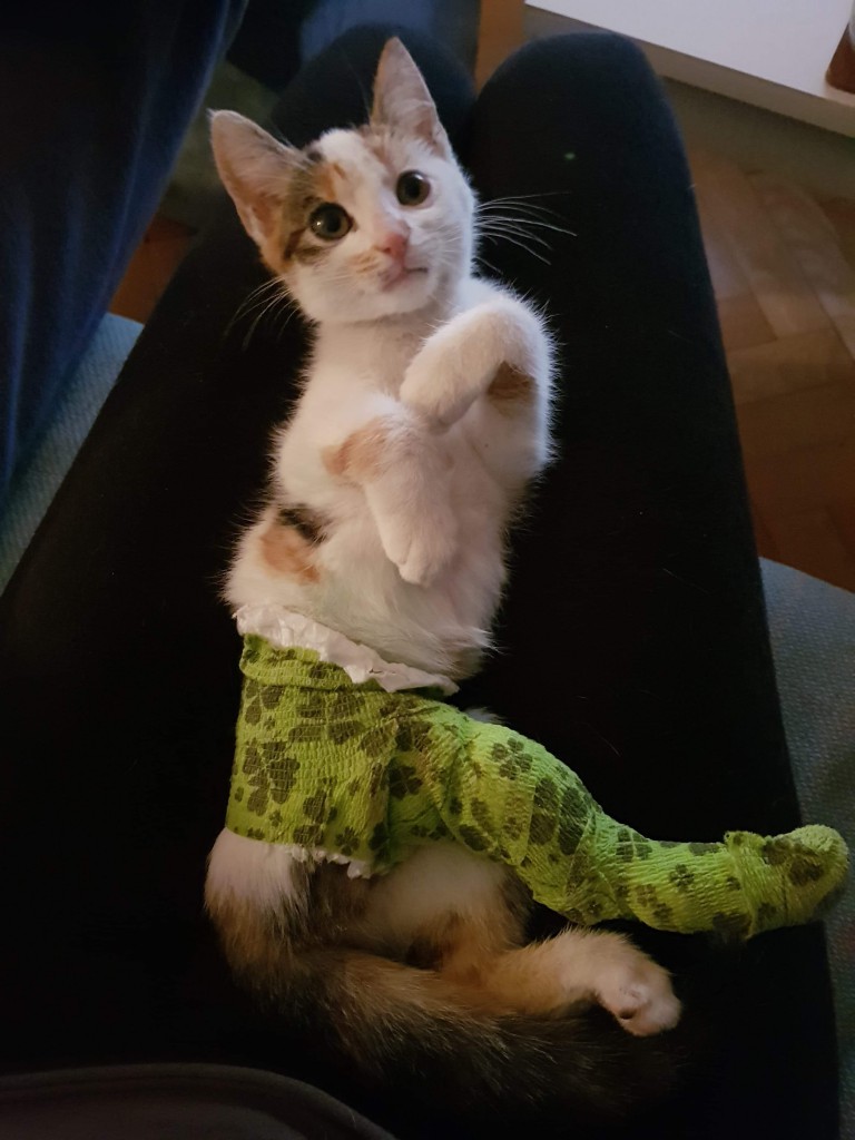 Miałkotka - happy end dzięki Waszemu wsparciu!