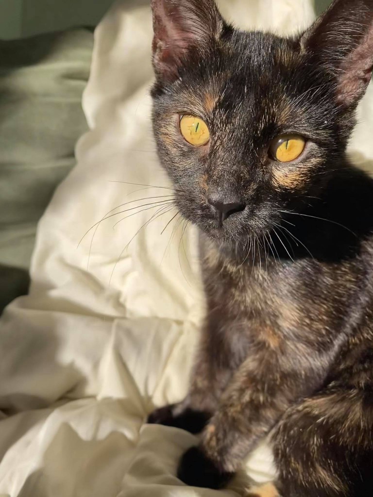 Adoptusie. Daisy - zostaje w dt na stałe :)