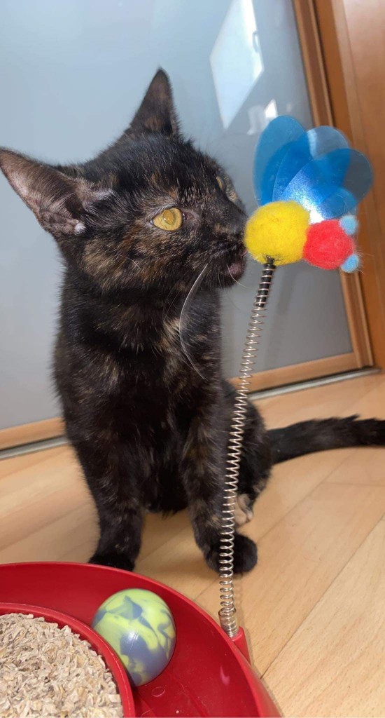 Adoptusie. Daisy - zostaje w dt na stałe :)