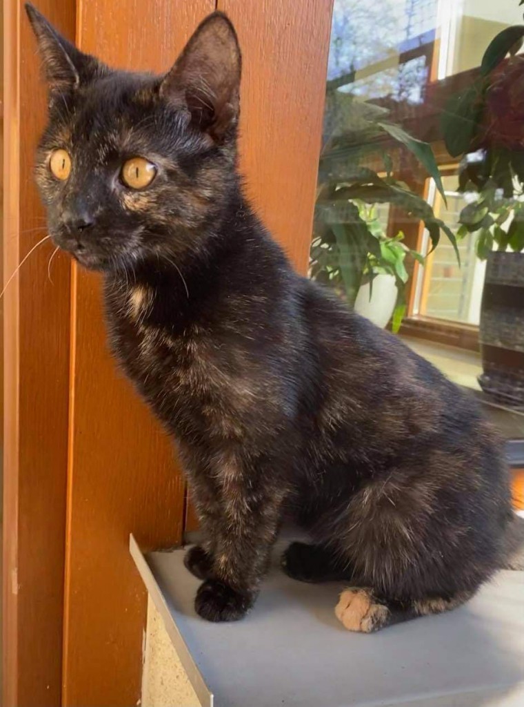 Adoptusie. Daisy - zostaje w dt na stałe :)