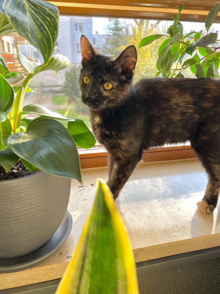 Adoptusie. Daisy - zostaje w dt na stałe :)