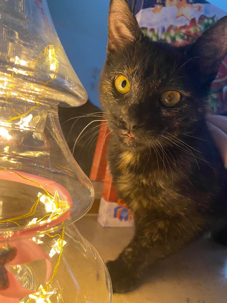 Adoptusie. Daisy - zostaje w dt na stałe :)
