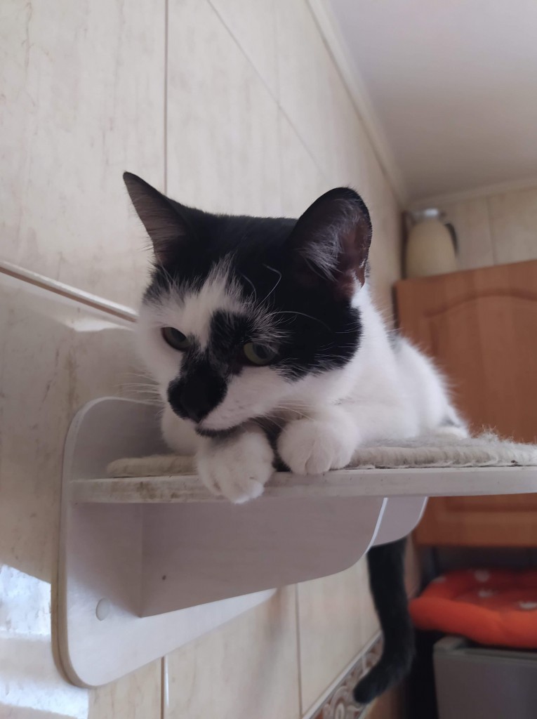 Adoptusie. Malinka - delikatna słodycz. W domu :)