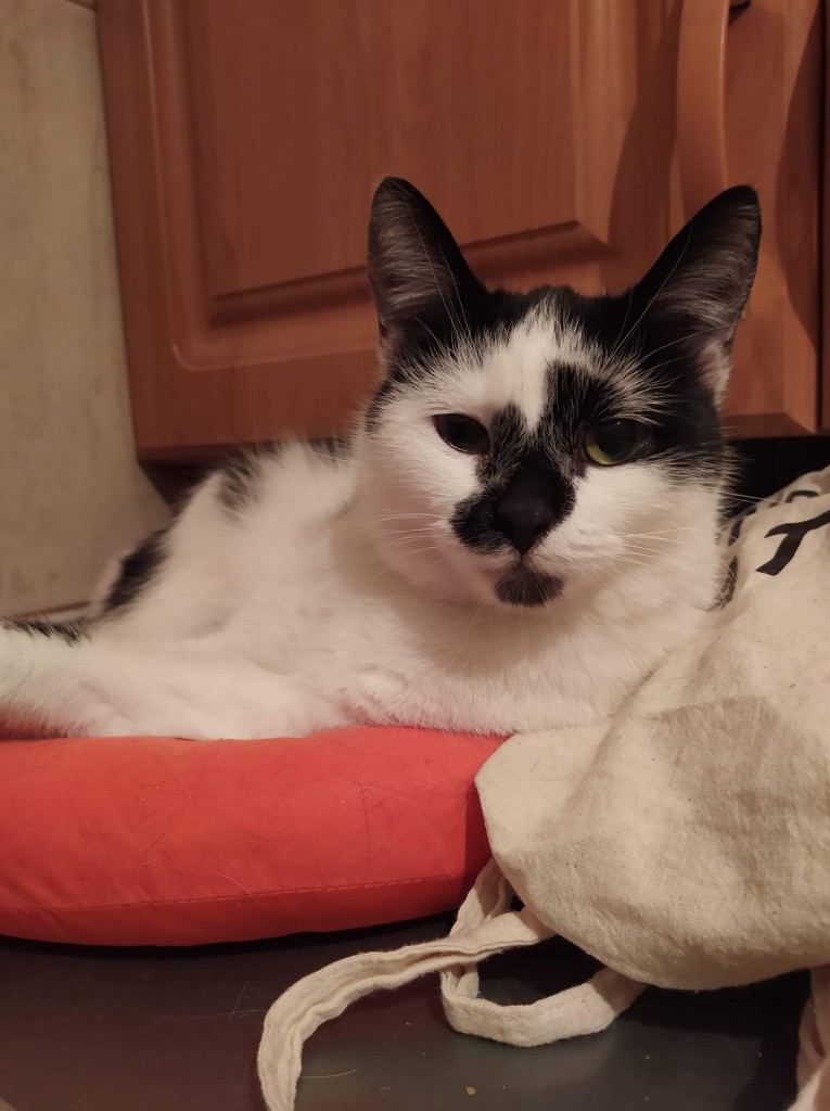 Adoptusie. Malinka - delikatna słodycz. W domu :)